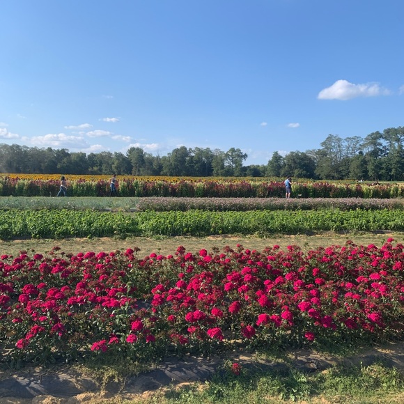 Meet your Posher, Dorothy - Picture 1 of 1